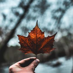 Close-up of hand holding dry leaves