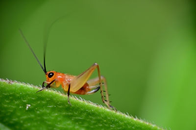 Close-up of insect on leaf