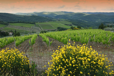 Scenic view of vineyard