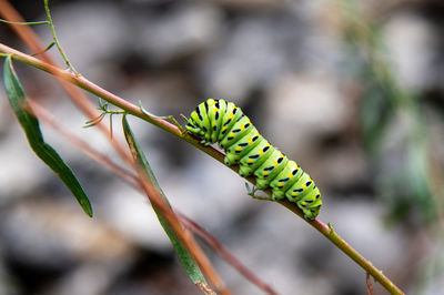 Close-up of insect on plant