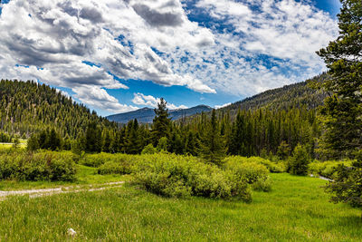 Scenic view of pine trees against sky