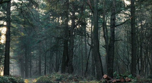 Trees in forest