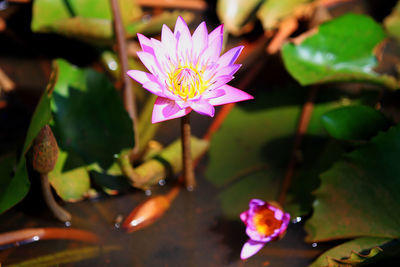 Close-up of lotus water lily in pond