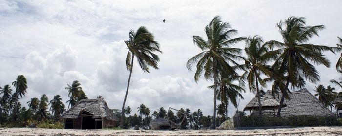 Low angle view of palm trees