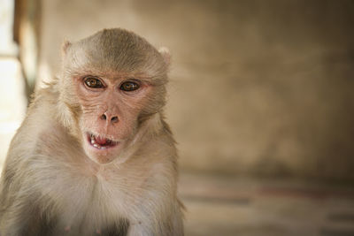 Close-up portrait of monkey sitting outdoors