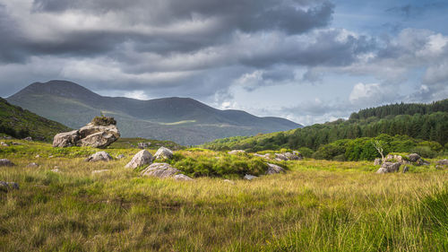 Rough landscape with massive boulders, meadow and forest, illuminated by sunlight, molls gap ireland