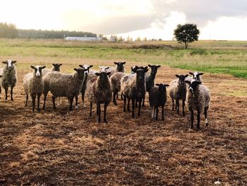 Flock of sheep on field