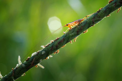 Close-up of ant on plant