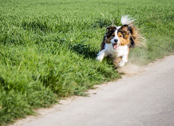 Dog walking on road