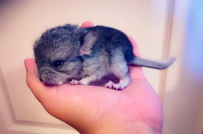 Close-up of hand holding rabbit