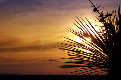 Close-up of silhouette palm tree against orange sky