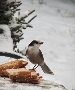 Close-up of bird perching on snow