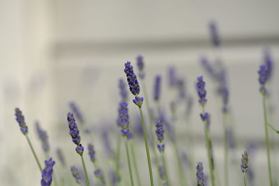 Close-up of purple lavender flowers