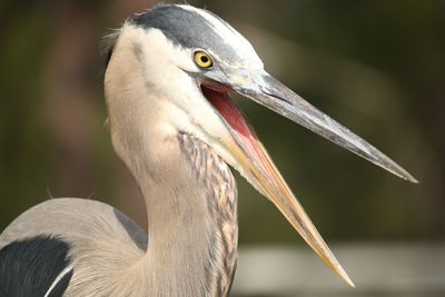 Close-up of pelican