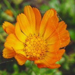 Close-up of yellow flower