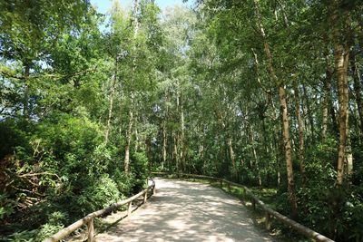 Road amidst trees in forest