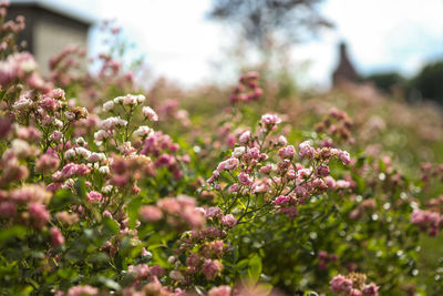 Close-up of pink flowers