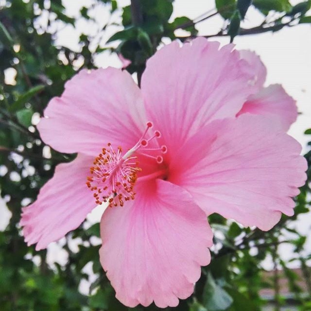 flower, freshness, petal, pink color, fragility, flower head, growth, beauty in nature, close-up, focus on foreground, nature, stamen, pollen, blooming, single flower, pink, in bloom, hibiscus, blossom, day