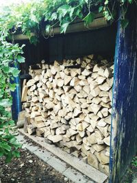 Stack of logs