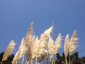 Low angle view of plants against clear blue sky