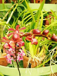 Close-up of red chili peppers