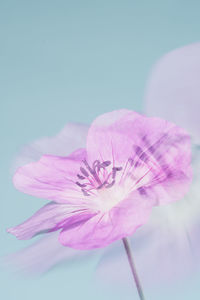 Close-up of pink flower against blue background