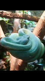 Close-up of lizard on tree