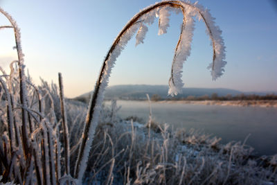 Close-up of frozen plants on field against sky