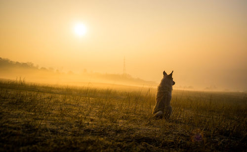 View of dog on field during sunset