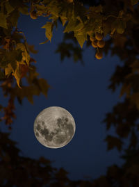 Low angle view of trees against moon at night