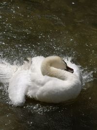 High angle view of swan swimming in lake