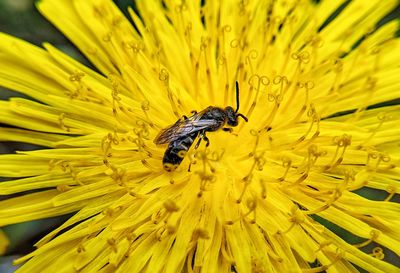 Close-up of honey bee pollinating on yellow flower