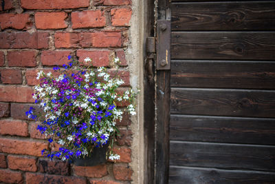 Flower plants against brick wall