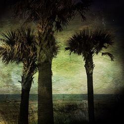 Close-up of palm tree by sea