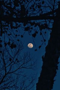 Low angle view of tree against sky at night