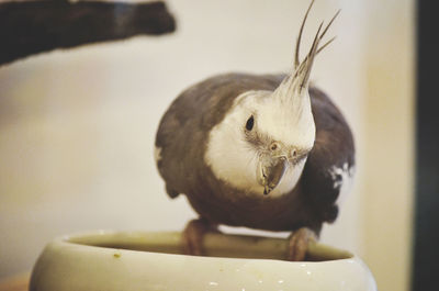 Close-up of a bird