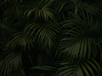 Full frame shot of palm trees