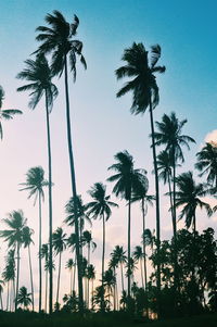 Low angle view of palm trees against clear sky