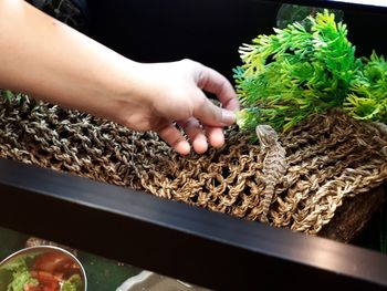 Close-up of hand holding food for baby bearded dragon