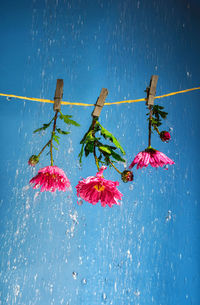 Pink flowers hang on clothespins on a clothesline in heavy rain on a blue background