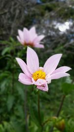 Close-up of pink flower