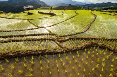 Scenic view of agricultural field