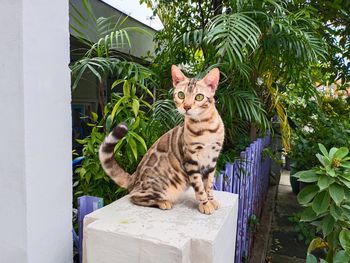 Portrait of tabby cat in yard