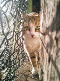 Portrait of cat by tree