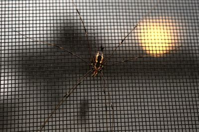 Close-up of fly perching on wall