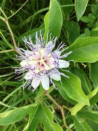 Close-up of flowers