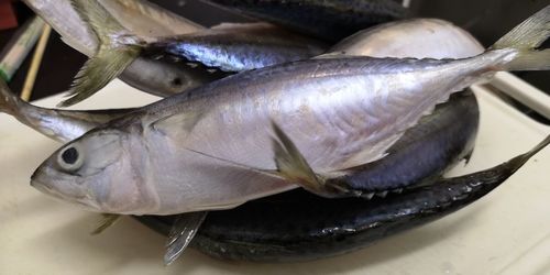 Close-up of fish for sale