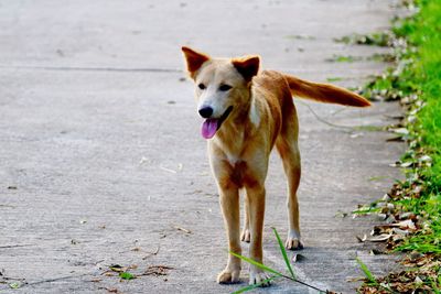 Dog standing on road