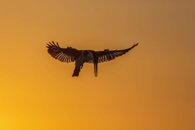 Bird flying in sky