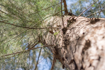 Low angle view of trees growing in forest